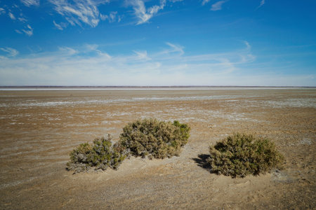 The vegetation of the basin is made up mostly of desert-adapted plants, view of a salt tolerant bush on Lake Eyre, central Australiaの写真素材