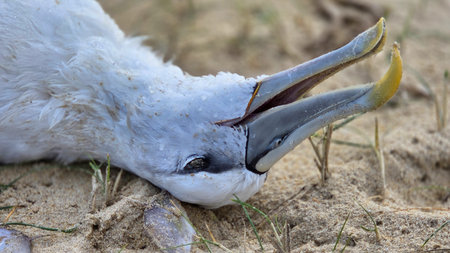 An albatross on the shoreline, symbolizing the environmental toll on marine wildlife. A poignant visual for conservation campaigns.の写真素材