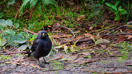A sleek black Pied Currawong Bird standing on the ground and surrounded with dense shrubbery. Native to eastern Australiaの写真素材