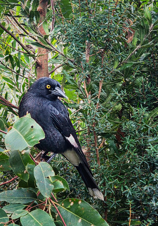 A sleek black Pied Currawong Bird perches on a branch amid vibrant green leaves and dense shrubbery. Native to eastern Australiaの写真素材