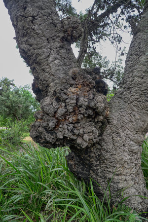 a close up of a gnarled tree trunk with a large burl growing on the side of the treeの写真素材