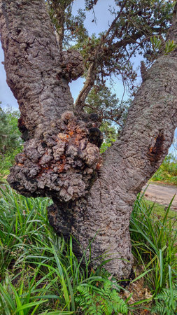 Close-up of a weathered tree trunk with a large burl, grasses at the base, and a natural forest backdrop, conveying resilience and rugged outdoor wilderness.の写真素材