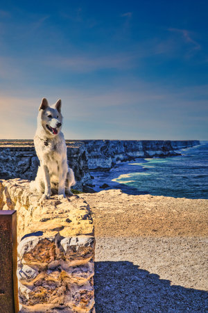 A white dog sits on a stone wall overlooking a rugged coastline and blue ocean of the australian Nullarbor , capturing a moment of outdoor adventure, companionship, and tranquil coastal beauty.の写真素材