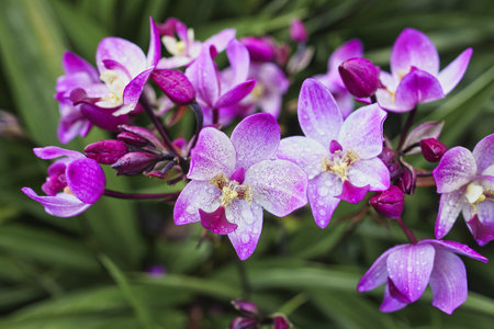 Purple ground orchids adorned with dewdrops create a stunning scene in a vibrant garden. The fresh greenery and delicate petals showcase nature's beauty during a light rain.の写真素材