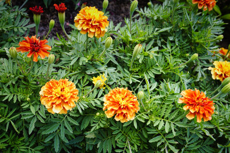 bright orange and yellow marigold flowers growing in the garden with lots of lush new budsの写真素材