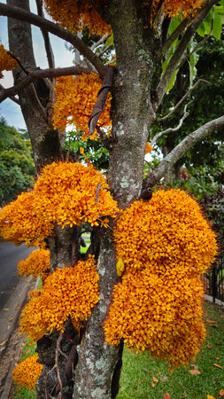 ashoka trees are prized for its beautiful foliage and fragrant bright orange flowers growing on the tree trunk, bringing a warm, tropical feel to a sunny garden.の写真素材