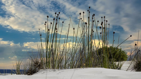 A tranquil coastal scene with white sand dunes, tall grasses, and turquoise waves rolling to shore beneath a bright blue sky. Ideal for travel, nature, vacation, and relaxation themes.の写真素材