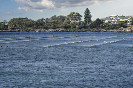 Oyster farm in Coffin Bay features rows of floating structures in calm waters surrounded by green trees and homes. The peaceful setting highlights a thriving seafood industry. Australiaの写真素材
