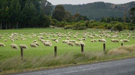 A Flock of sheep grazing in a lush green pasture in New Zealandの写真素材