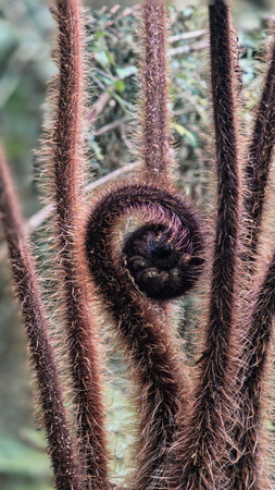 A detailed macro of fuzzy brown tree fern central stem curling into a tight spiral, emphasizing...