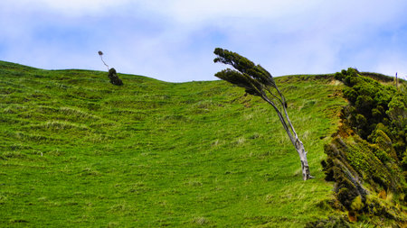 A windswept hillside covered in green grass features a leaning, wind-sculpted tree and shrubs along the slope, set against a clear blue sky. Could be a New Zealand cedar a species of coniferの写真素材