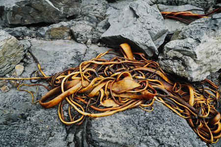 A large brown kelp rope lies among gray rocks on a rugged shoreline, highlighting coastal textures, marine life, and natural patterns. Cannibal Bay New Zealandの写真素材