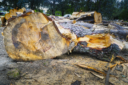Large cut tree logs and exposed wood grain lie on the ground with sawdust and bark after urban tree...