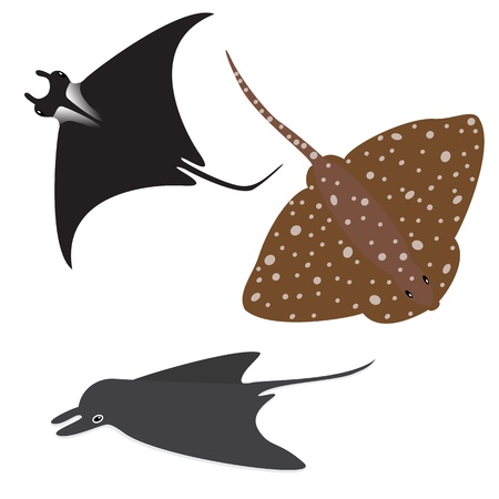 Collection of vector stingrays isolated on white