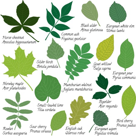 Collection of different leaves isolated on whiteのイラスト素材