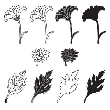 Chrysanthemum flowers and leaves isolated over whiteのイラスト素材