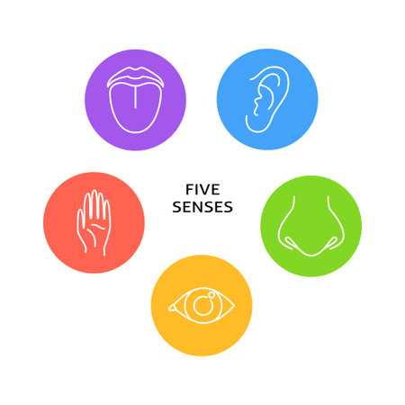 Five senses poster with symbols in line styleのイラスト素材