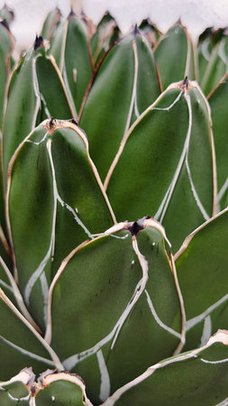 Agave leaf texture with geometric green botanical patternの写真素材