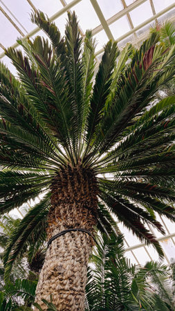 Tropical palm tree canopy with lush green foliage patternの写真素材