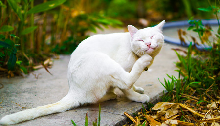 Smiley white cat scraching her chin in a garden focused on her happy faceの写真素材