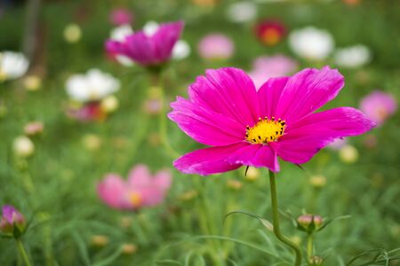 Pink flower with yellow pollens in a gardenの写真素材