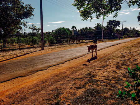 Lonely donkey walking along the roadの写真素材