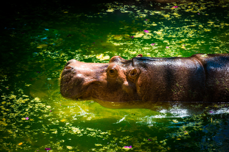 Cute Hippoの写真素材