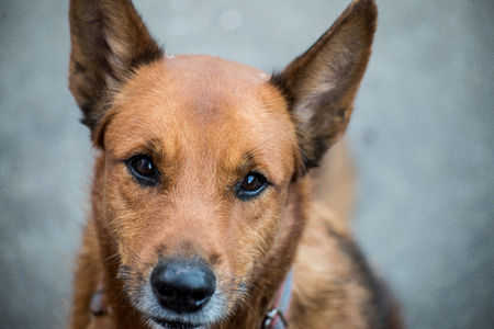 looking dogの写真素材
