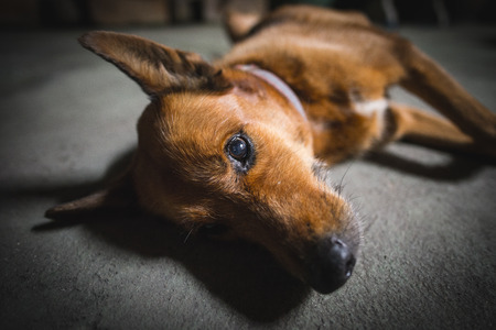 lying dogの写真素材