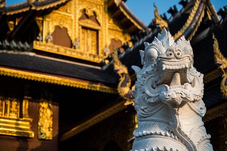 Mystery lionの写真素材