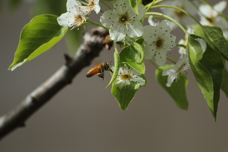 Bee flying near flowersの写真素材