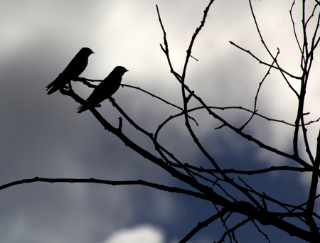 Two Birdsの写真素材