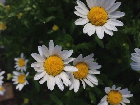 Little flowers macroの写真素材