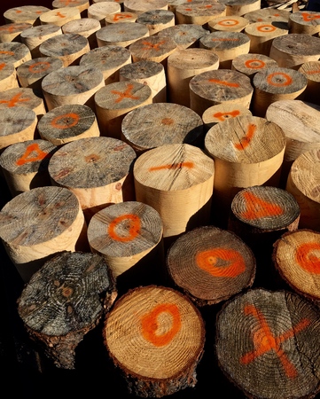 Lumber processingの写真素材
