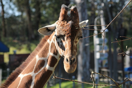 Giraffe lookingの写真素材