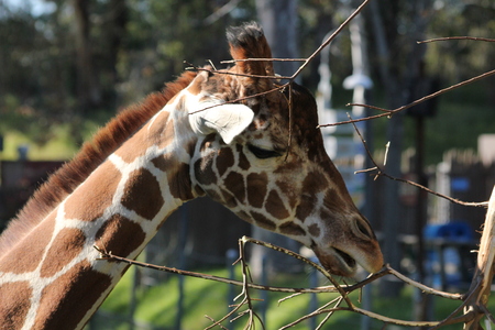 Giraffe eatingの写真素材