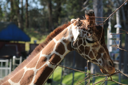 Giraffe eyes closedの写真素材