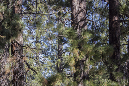 Forest of pine treesの写真素材