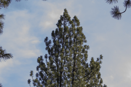 Pine Treeの写真素材