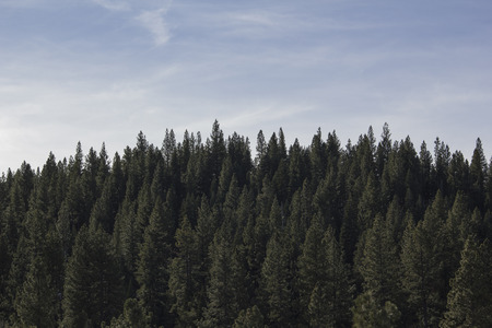 Pine trees on a hillの写真素材
