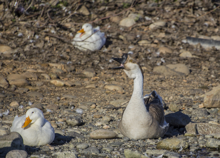 An African goose and two pekin ducksの写真素材