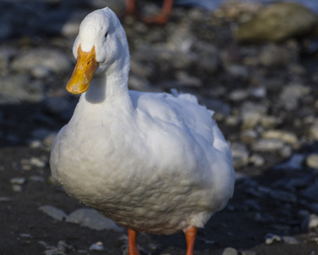 Pekin duck close upの写真素材
