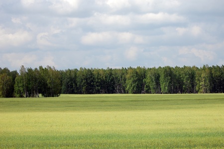 summerの写真素材