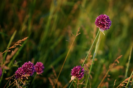 summerの写真素材