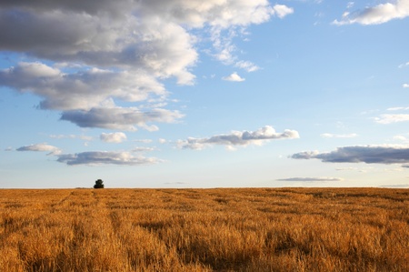 summerの写真素材