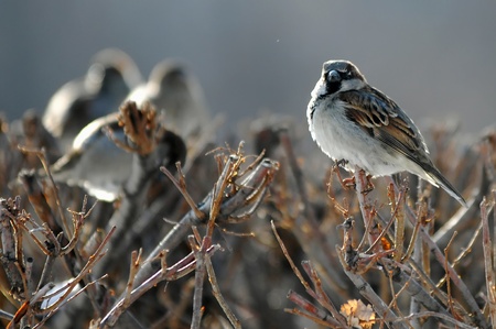 Sparrow on a branch