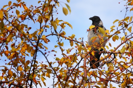 Crow and the planeの写真素材