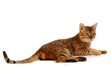 cat