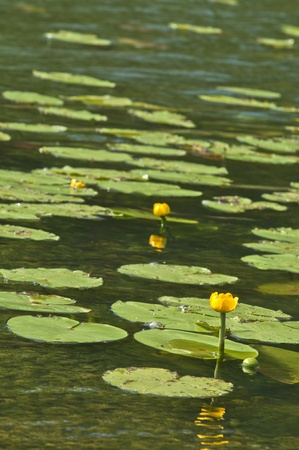 lotus の写真素材