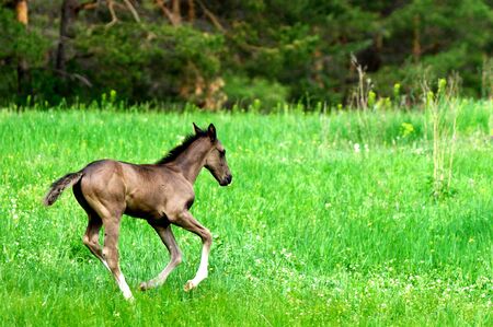horseの写真素材